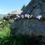 Mountain flowers Aravis
